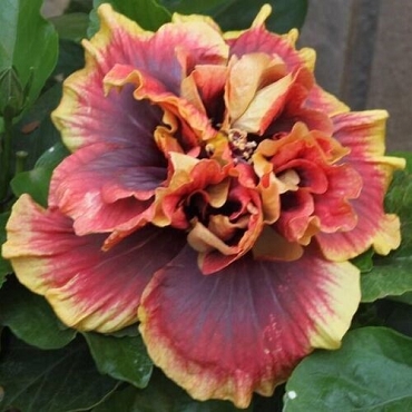 Hibiscus rosa-sinensis ‘Crown Jellyfish’ - Tropical Cajun Hibiscus